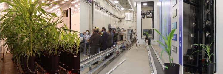 As visitors from the Universidad Nacional de San Agustín (UNSA) in Arequipa, Peru, learn about Purdue’s state-of-the-art Ag Alumni Seed Phenotyping Facility, plants are automatically transported via conveyor belt from a climate-controlled greenhouse-like room (left) into an imaging and sensor booth (right) for nondestructive measurements and analyses including plant height, leaf angle, nutrient content, stem diameter, soil water content and root architecture. Data collected by researchers are unlocking insi