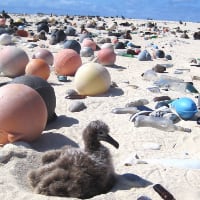 An albatross chick sits along a white sand beach at the Midway Atoll Wildlife Refuge amid plastic that covers the area even though it is not inhabited by humans.