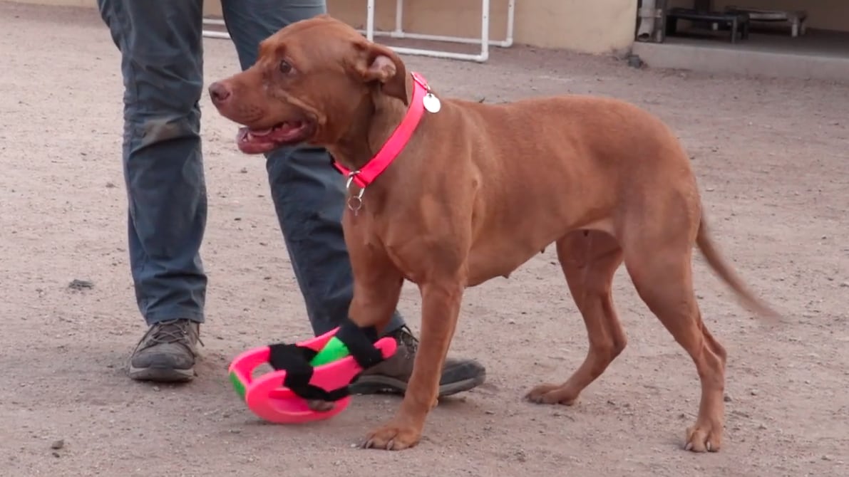 Kay tries on the prosthetic from Team "Go Doggo" 