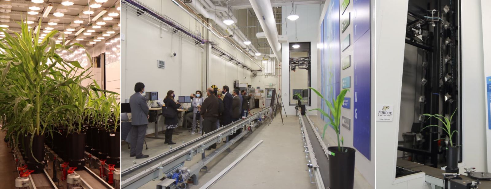 As visitors from the Universidad Nacional de San Agustín (UNSA) in Arequipa, Peru, learn about Purdue’s state-of-the-art Ag Alumni Seed Phenotyping Facility, plants are automatically transported via conveyor belt from a climate-controlled greenhouse-like room (left) into an imaging and sensor booth (right) for nondestructive measurements and analyses including plant height, leaf angle, nutrient content, stem diameter, soil water content and root architecture. Data collected by researchers are unlocking insights into phenotypic traits related to plant health, stress and fitness. The research will support a broad range of applications in plant science, crop breeding, agricultural engineering, molecular biology and plant pathology. (Purdue University photos/John O’Malley)