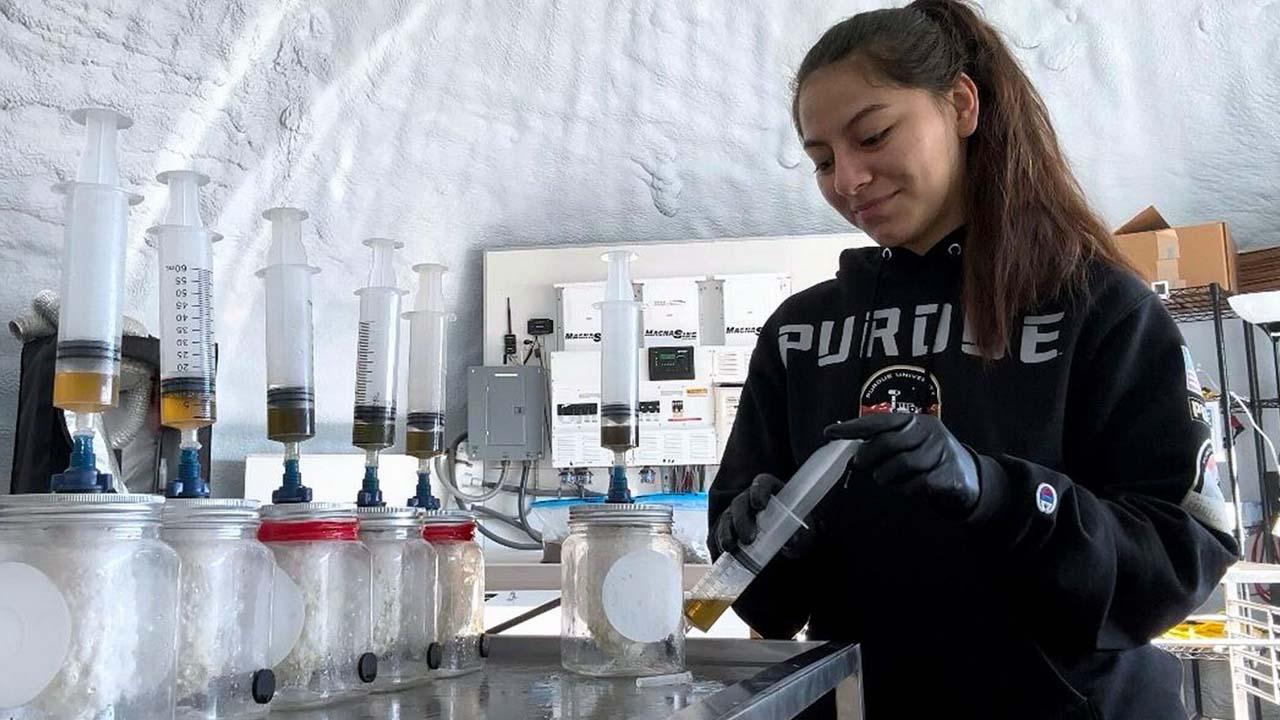 Sanchez was not only the greenhouse steward at MDRS, but also had her own experiment with the plastic-devouring mushroom samples, seen here. (Photo provided: Adriana Sanchez)