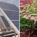 Solar arrays and air-cleaning plants
