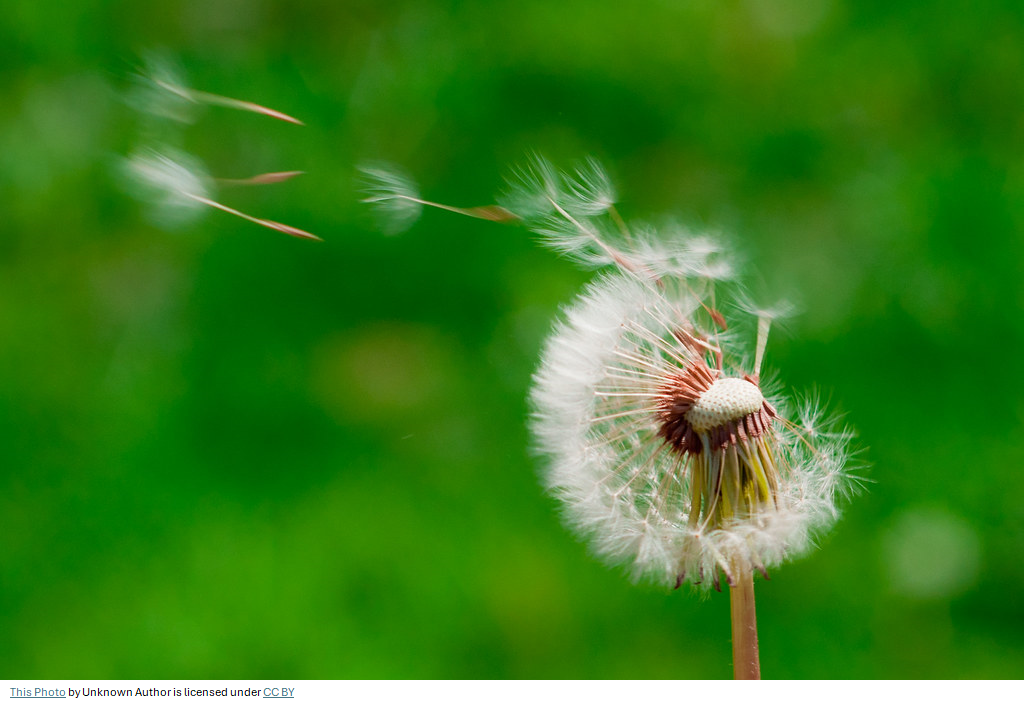 Make a Wish