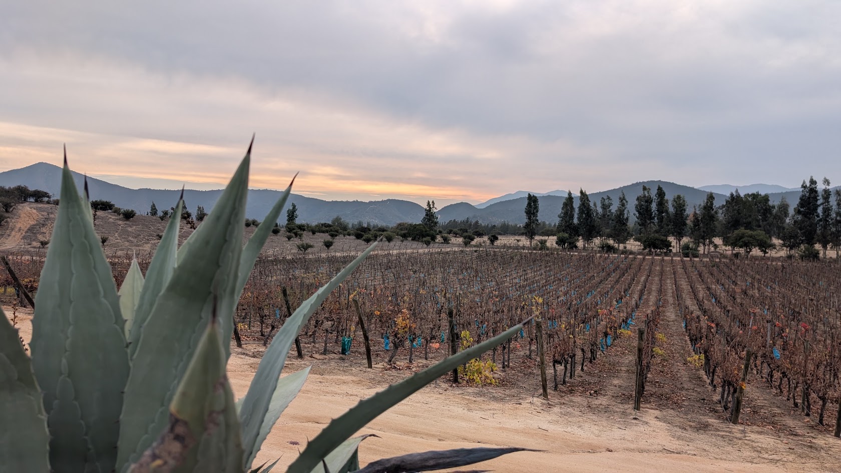 From the industry visit to Viña Casablanca in Chile. (Image credit: Jennifer Ramos, Rustin Webster)